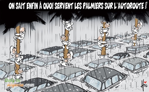 Palmiers sur les routes: mode d'emploi