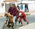 Transport de mouton